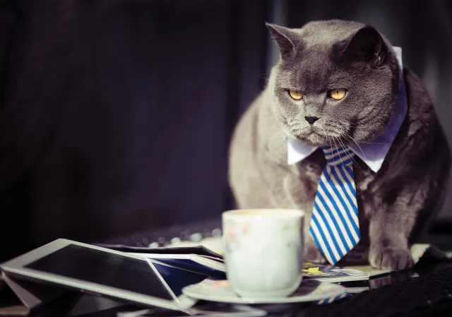 animali domestici gatti micro nicchia - Perché hai bisogno di un sito Web di marketing di affiliazione di micro nicchia?