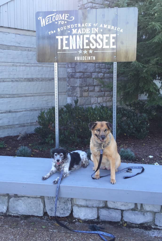 Hunde in Tennessee