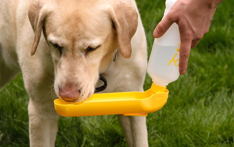 pet feeder