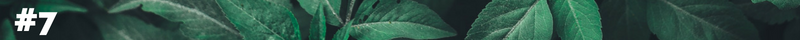 linia 7