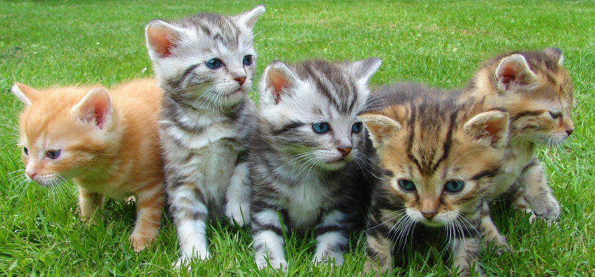 producto para gatos