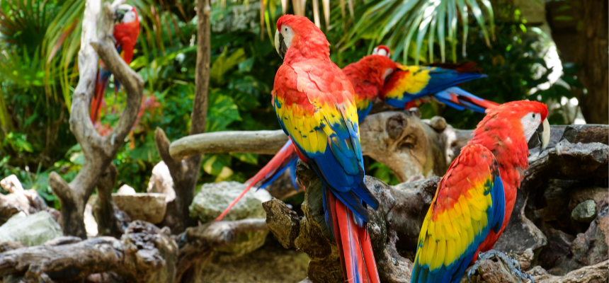 Aves