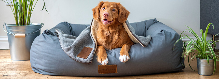 Pet Products Category