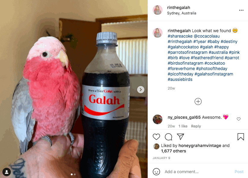 小澳大利亞 Galah 鳥被放在一個可樂瓶旁邊，讀著 Galah