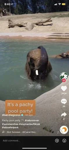 Un éléphant nage sur le TikTok du zoo de San Diego