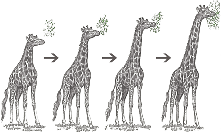 evoluzione della giraffa