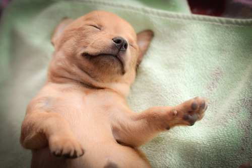 copia del anuncio de facebook haga clic en lindo cachorro