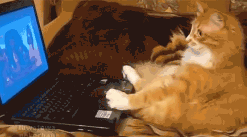 chat sur ordinateur gif