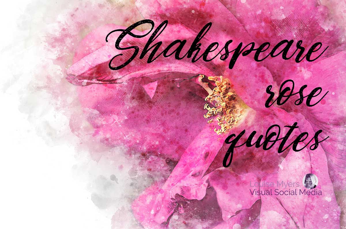 l'art de la rose rose dit des citations de rose de Shakespeare.