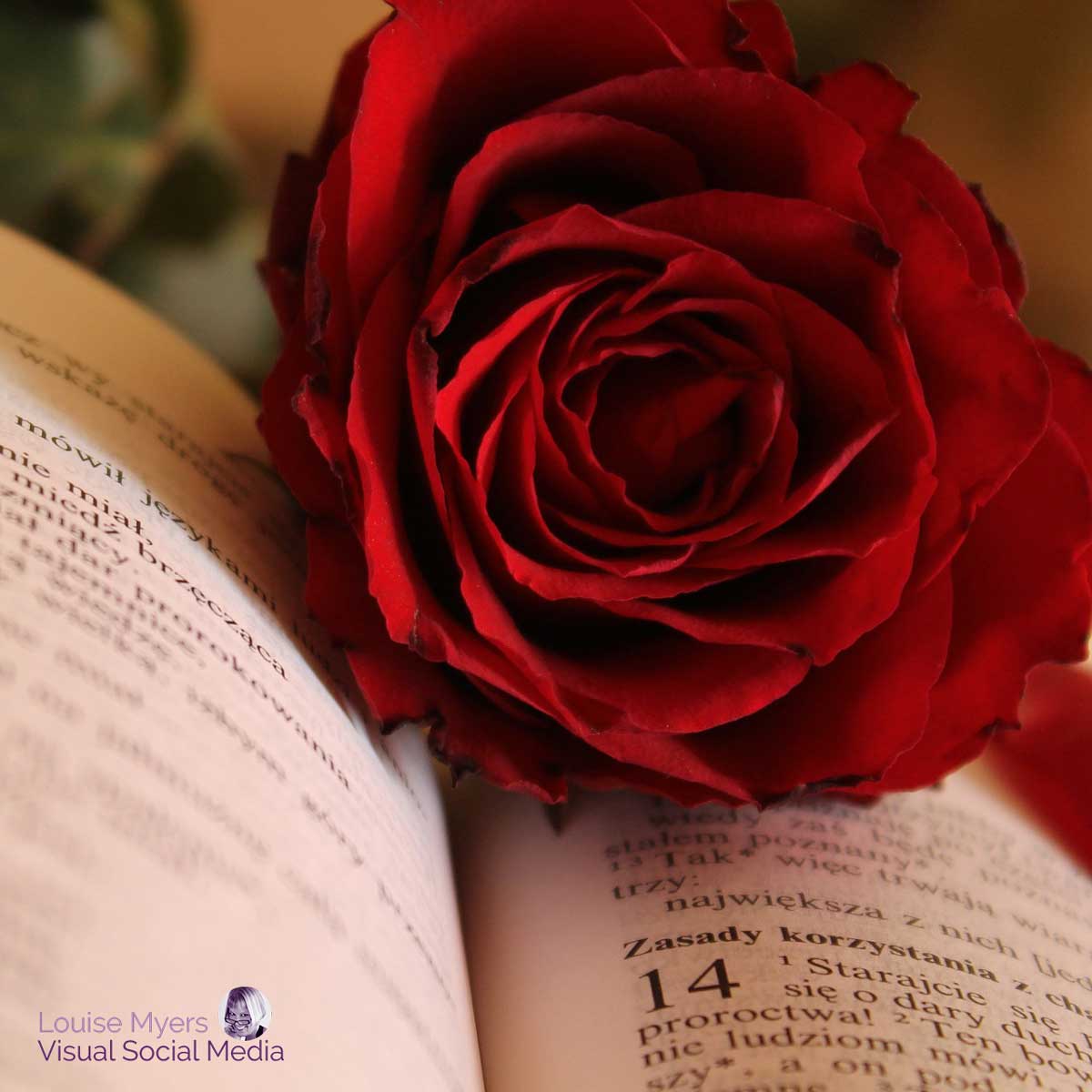 rose rouge sur le vieux livre.