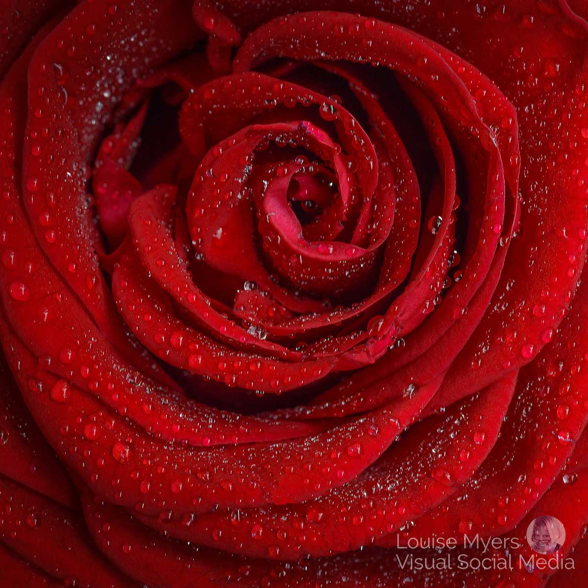rose rouge scintillant de gouttes de rosée.