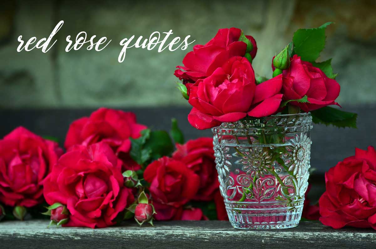 vase en cristal avec des roses rouges dit des citations de rose rouge.