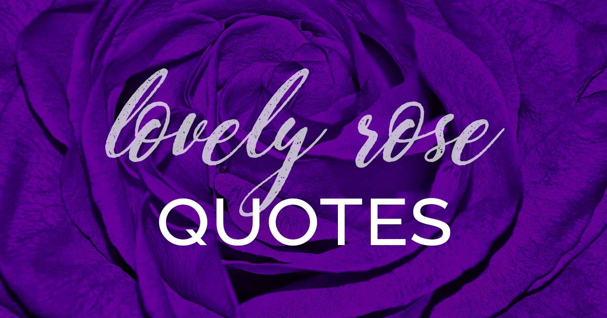 la rose pourpre a des mots Belles citations de rose.
