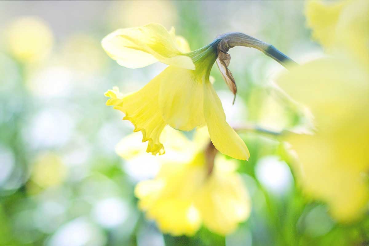 jonquilles dansantes sous la douce lumière du soleil de mars.