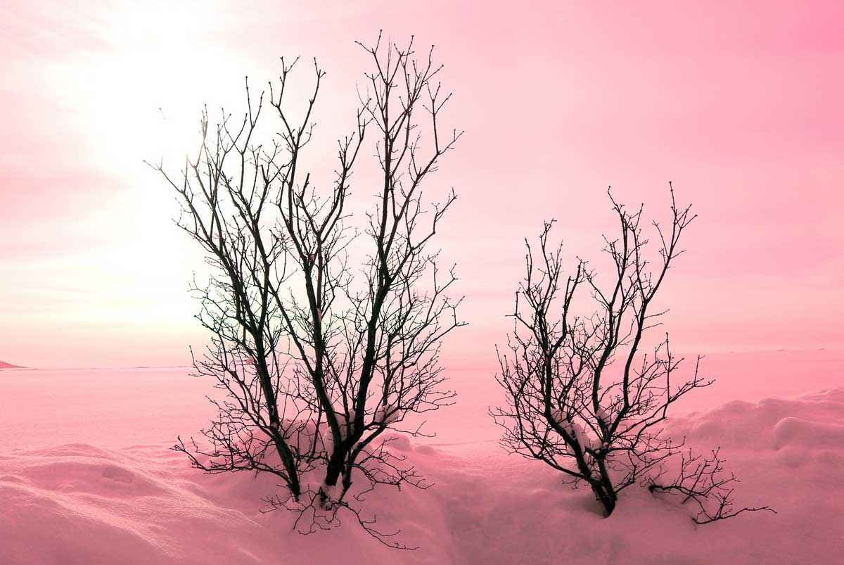 scène de neige ciel rose avec des arbres nus qui traversent.
