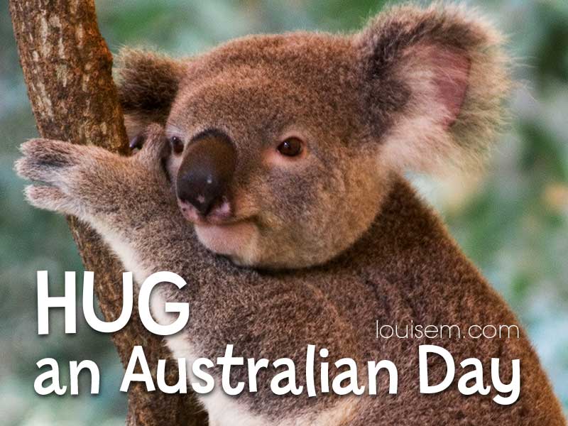 ağaca sarılan koala ayısı, Avustralya Gününe Sarıl diyor.