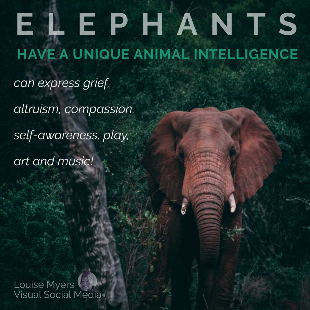 Save The Elephant Day için fil fotoğrafı ve gerçekler.