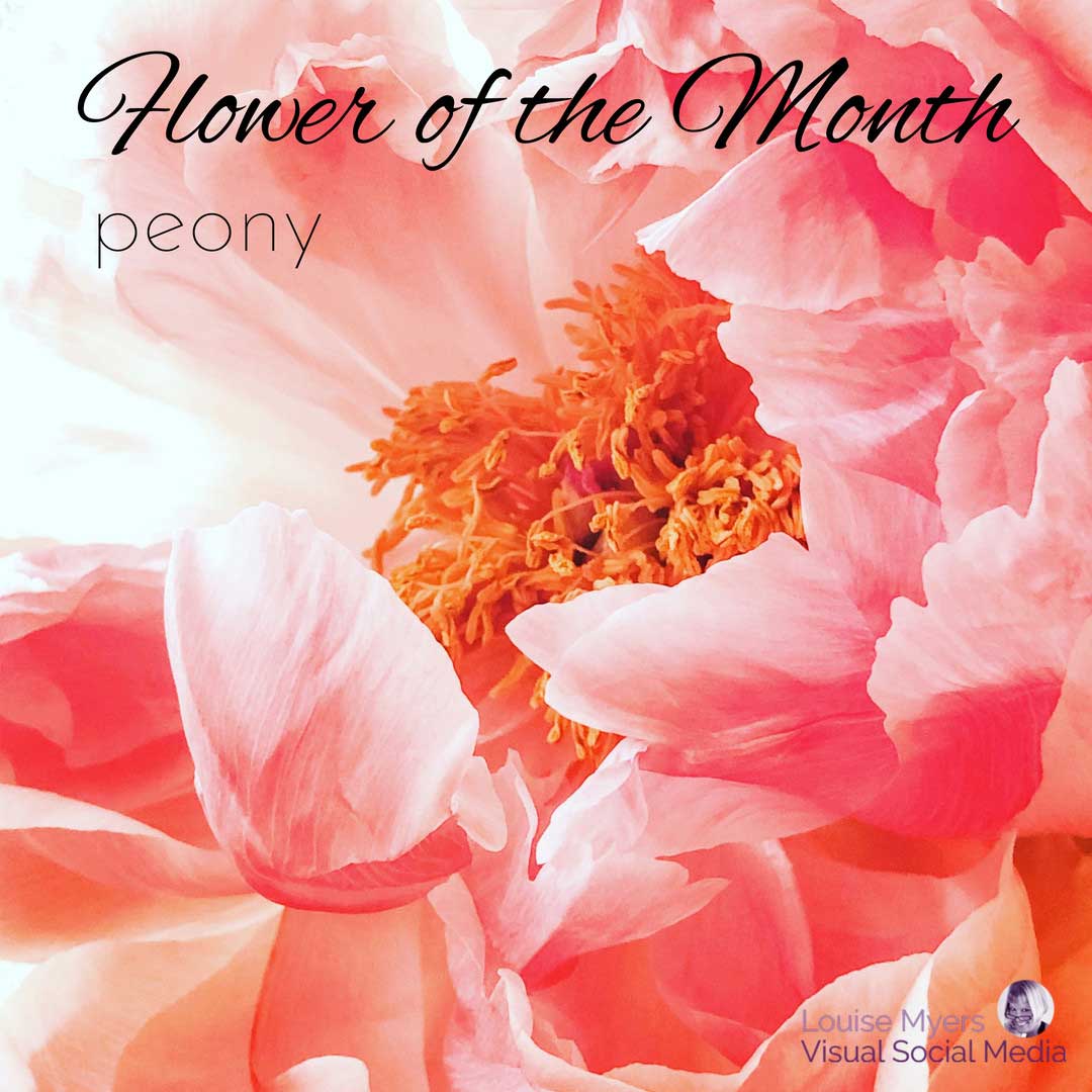 gros plan de pivoine dit fleur d'avril du mois.