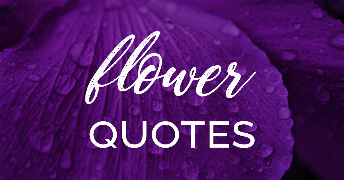 pétales violets avec des gouttes de rosée dit des citations de fleurs.