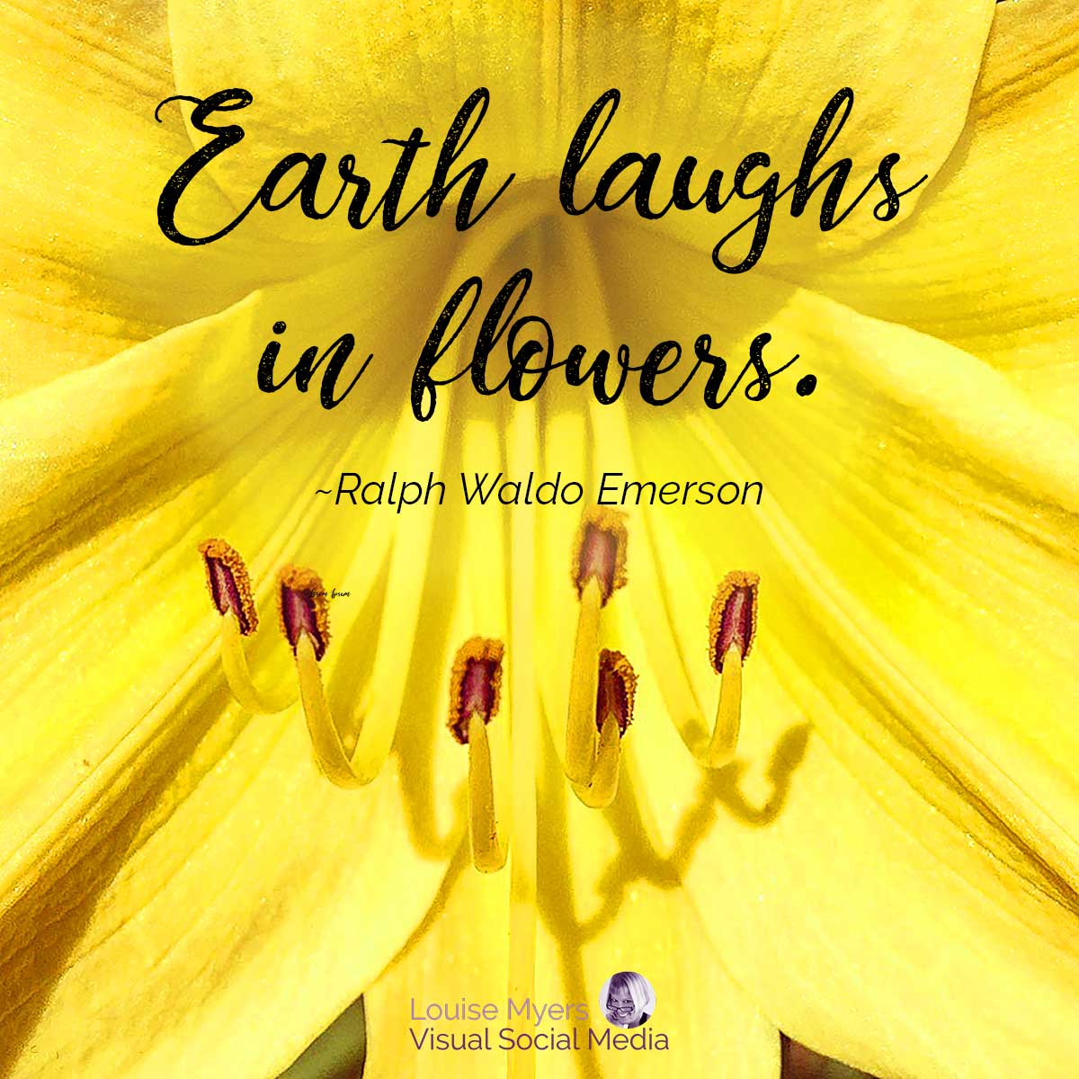 hémérocalle jaune avec citation de script La Terre rit dans les fleurs.