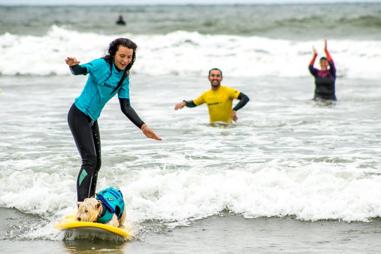 pies na desce surfingowej zbiórka pieniędzy na surfing
