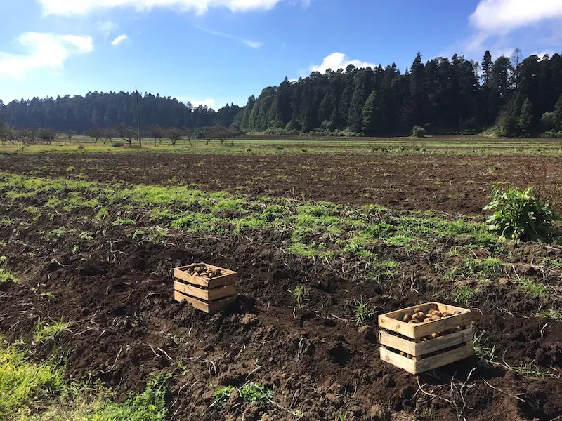 agricultura seo