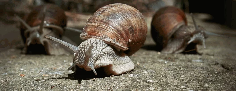Cultivo de caracóis - como iniciar um lucrativo negócio de caracóis e obter enormes lucros