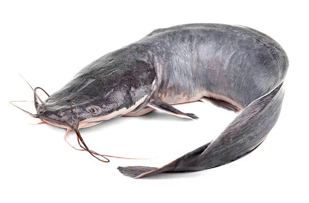 10 façons infaillibles de gagner de l'argent grâce à l'élevage de poisson-chat