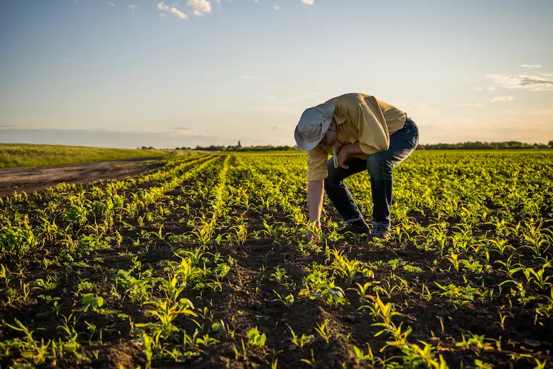 seo locale per attività agricola