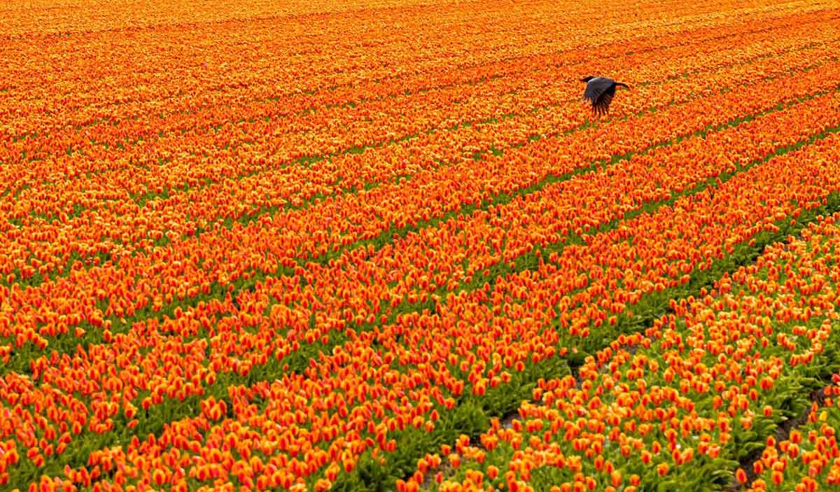 Bereich der orangefarbenen Tulpen in den Niederlanden.