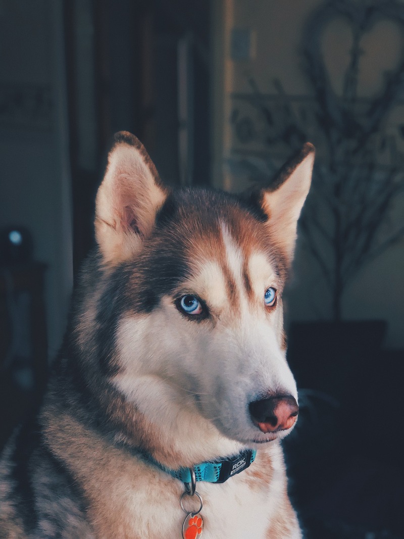 Evcil-Köpekler