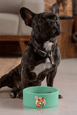 Maquete de tigela de cachorro com um buldogue francês