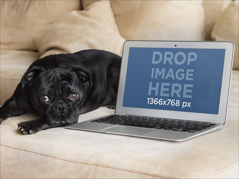 hareketsiz-köpek-macbook-on-coach-base ile