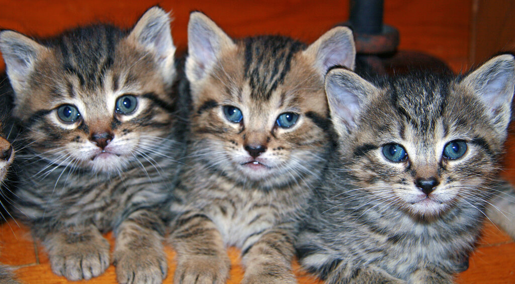 Tre gatti carini
