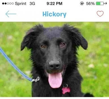 Screenshot di Tinder per cani