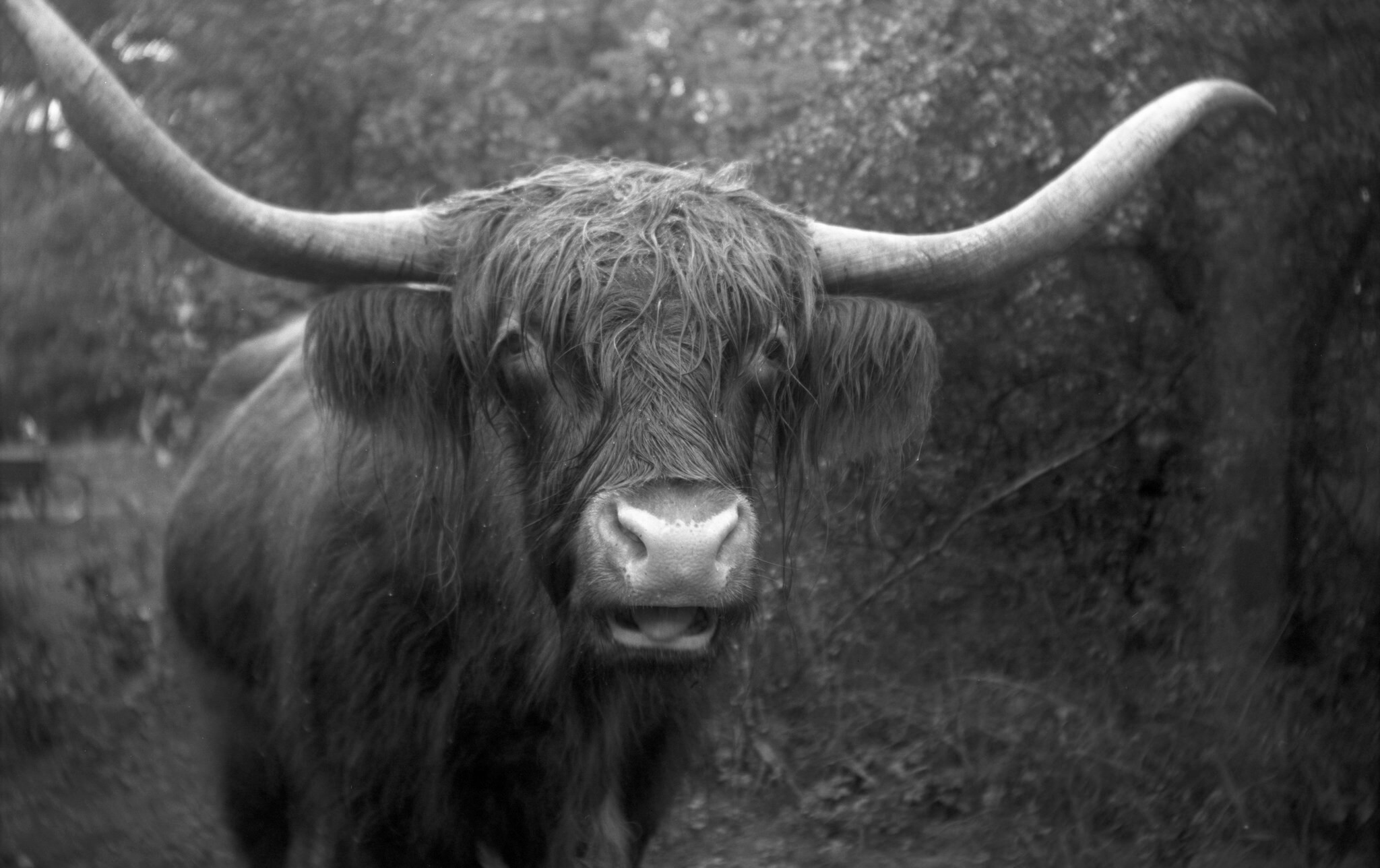 Yak bianco e nero