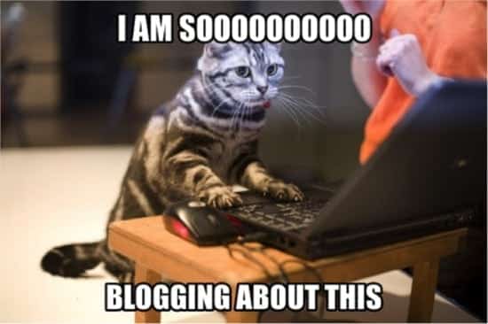 bloggende Katze
