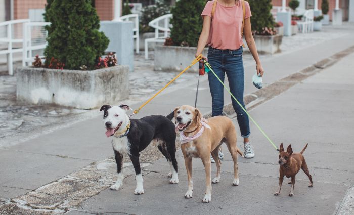 donne che camminano con i cani per un lavoro di dog sitter