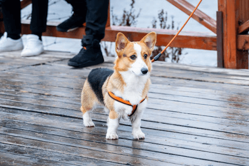 tali tali anjing