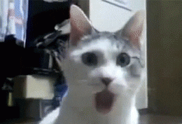 Chat Omg GIF