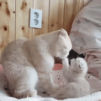 chat mignon GIF