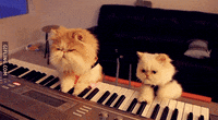 GIF de chat