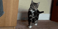 Chat Portant GIF