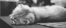 chat noir et blanc GIF