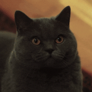 Verrückt, ich sehe dich GIF
