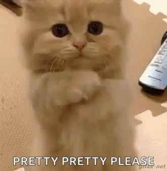 Katze bitte GIF von swerk - Find & Share on GIPHY