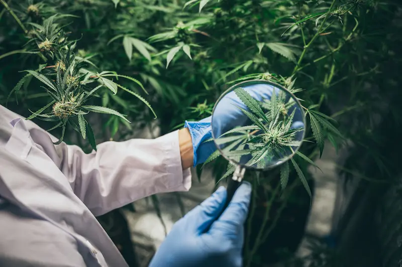 maconha seo