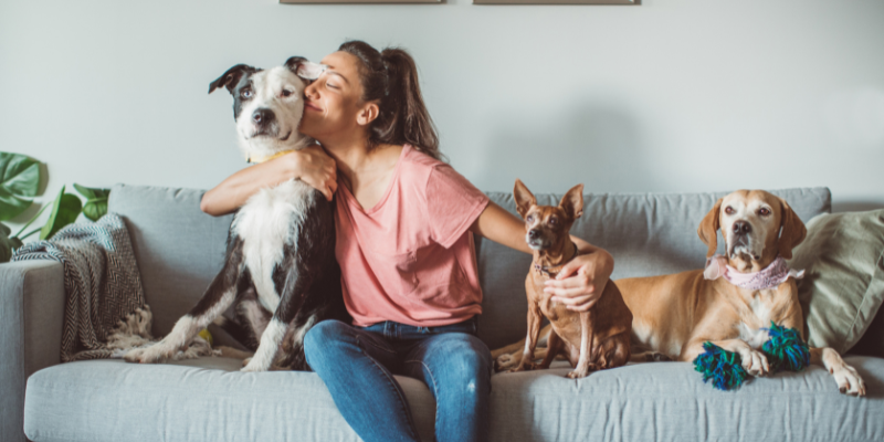 Animale domestico-