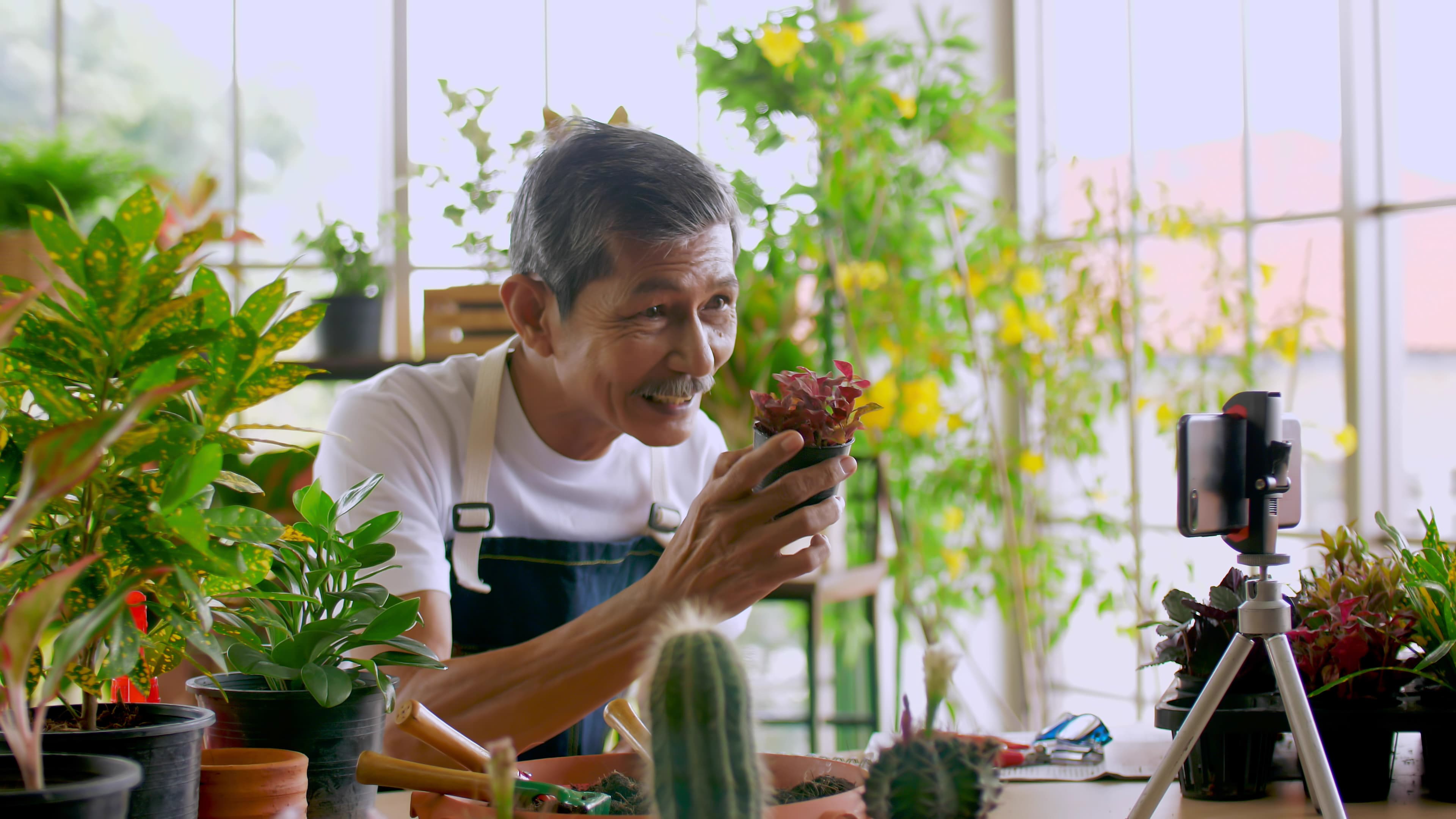 高級園丁銷售美麗的植物在 so-2022-10-06-04-34-37-utc