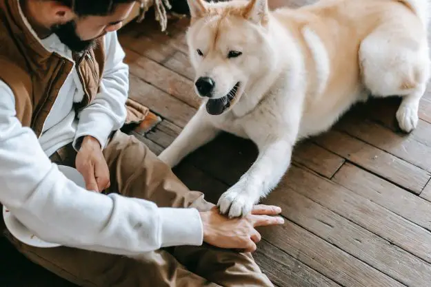 köpek sahibi olmak